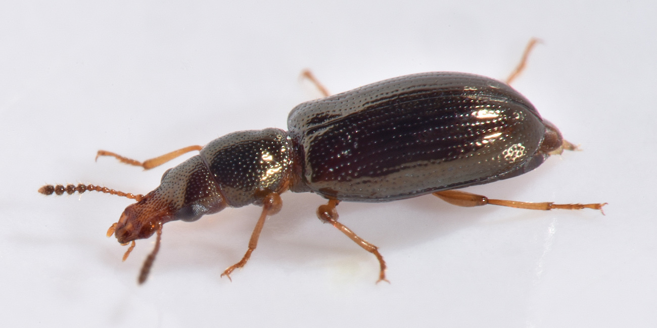 Salpingidae: Salpingus planirostris?  Sì !